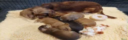 Cocker Spaniel dogs for sale: BEAUTIFUL KC REG SHOW TYPE COCKER SPANIEL PUPPIES - Advert 1
