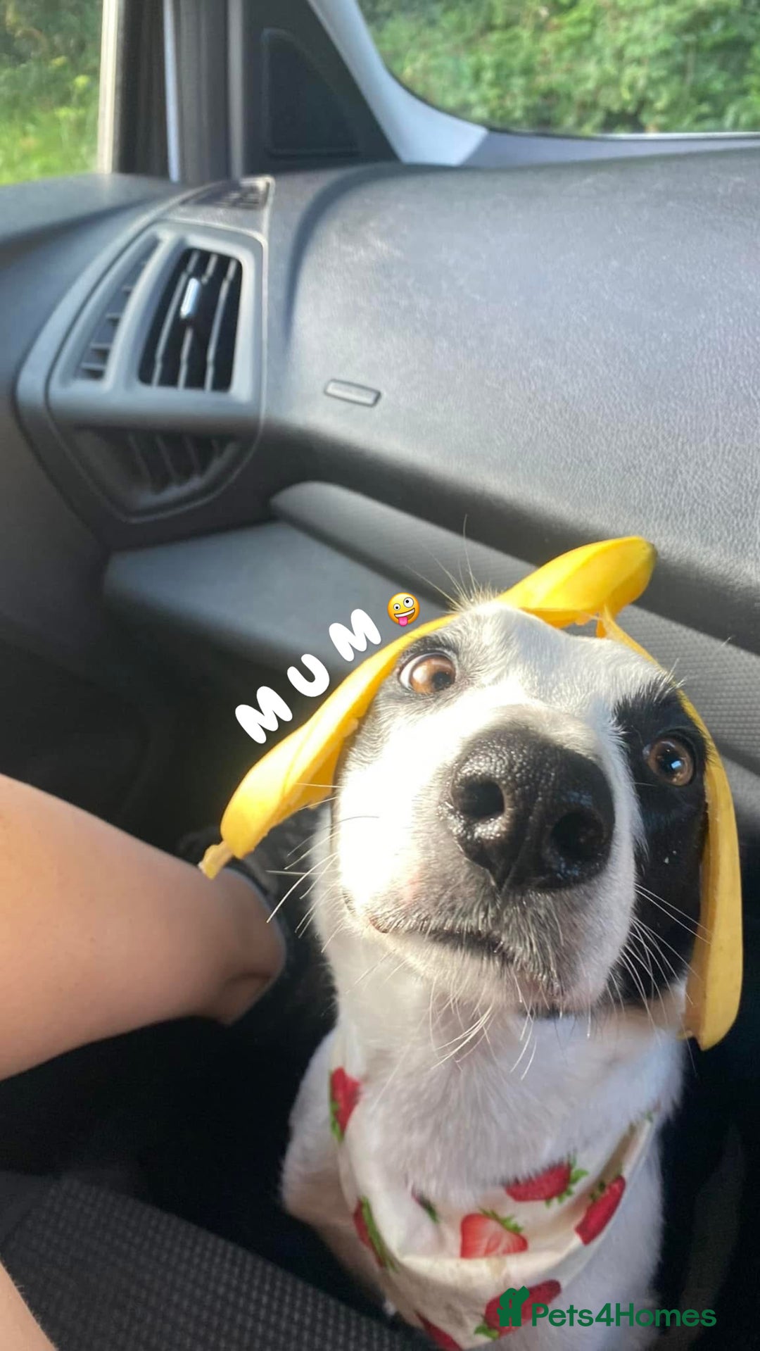 Border Collie dogs for sale: 6 Border Collie Pups For Sale **4 Boys Remaining** - Image 7
