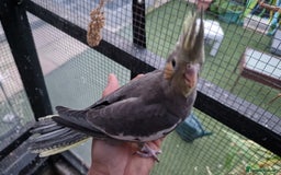 Cockatiels birds for sale: 1x 8 week old cockatiel £85  - Image 12
