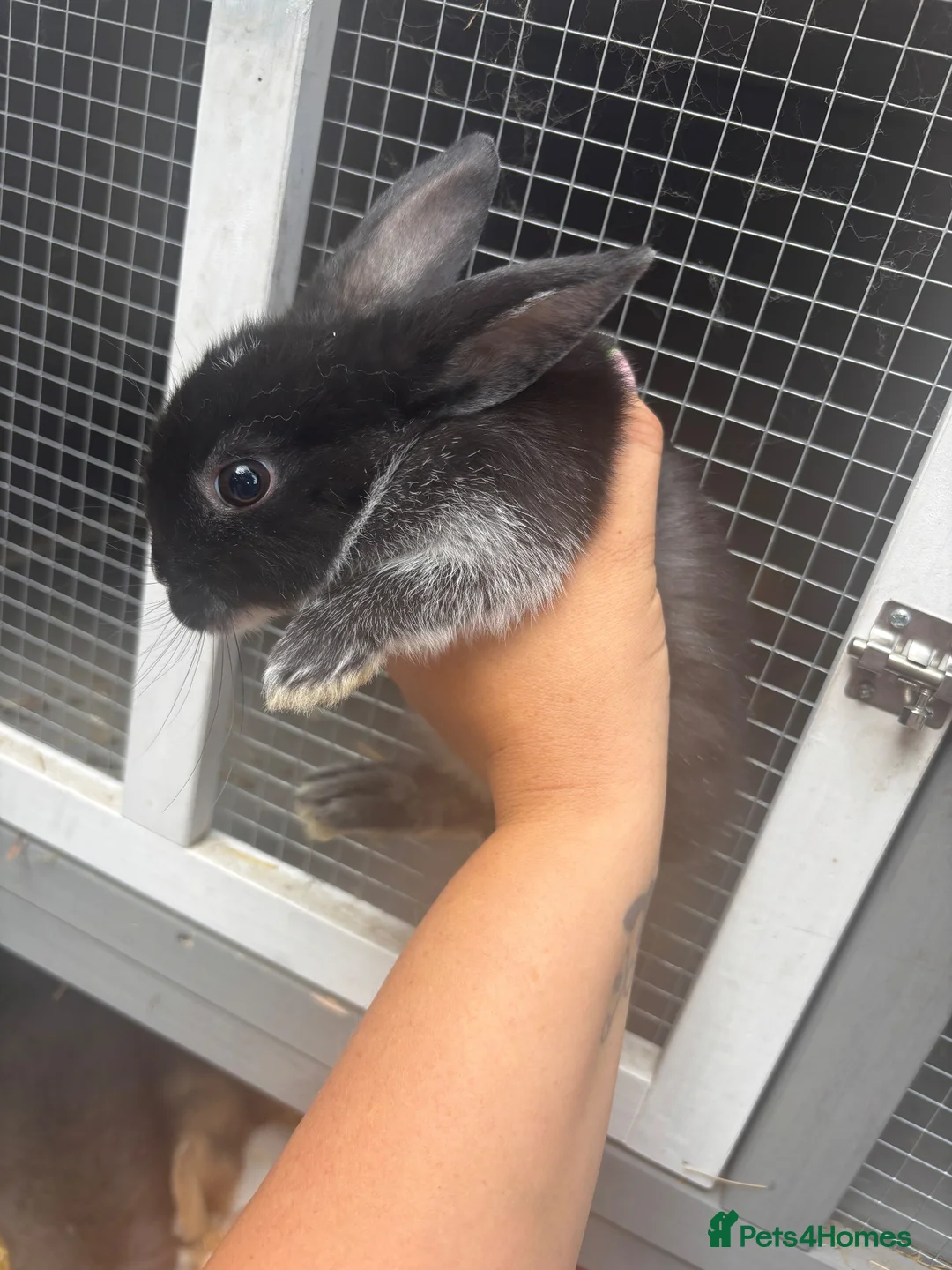 Mini Lop rabbits for sale: Mixed breed (mini lop/rex)  - Advert 2