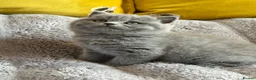 British Shorthair cats for sale: Gccf registered kittens  - Advert 7