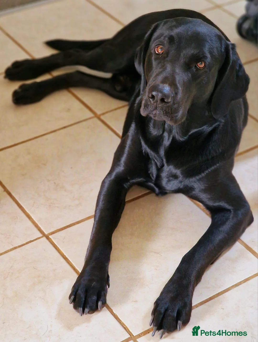 Labrador Retriever dogs for stud: Kc registered proven black lab for stud in Chichester - Advert 3