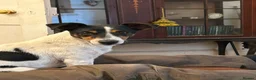 Jack Russell dogs for sale: Jack Russell puppies  - Advert 8