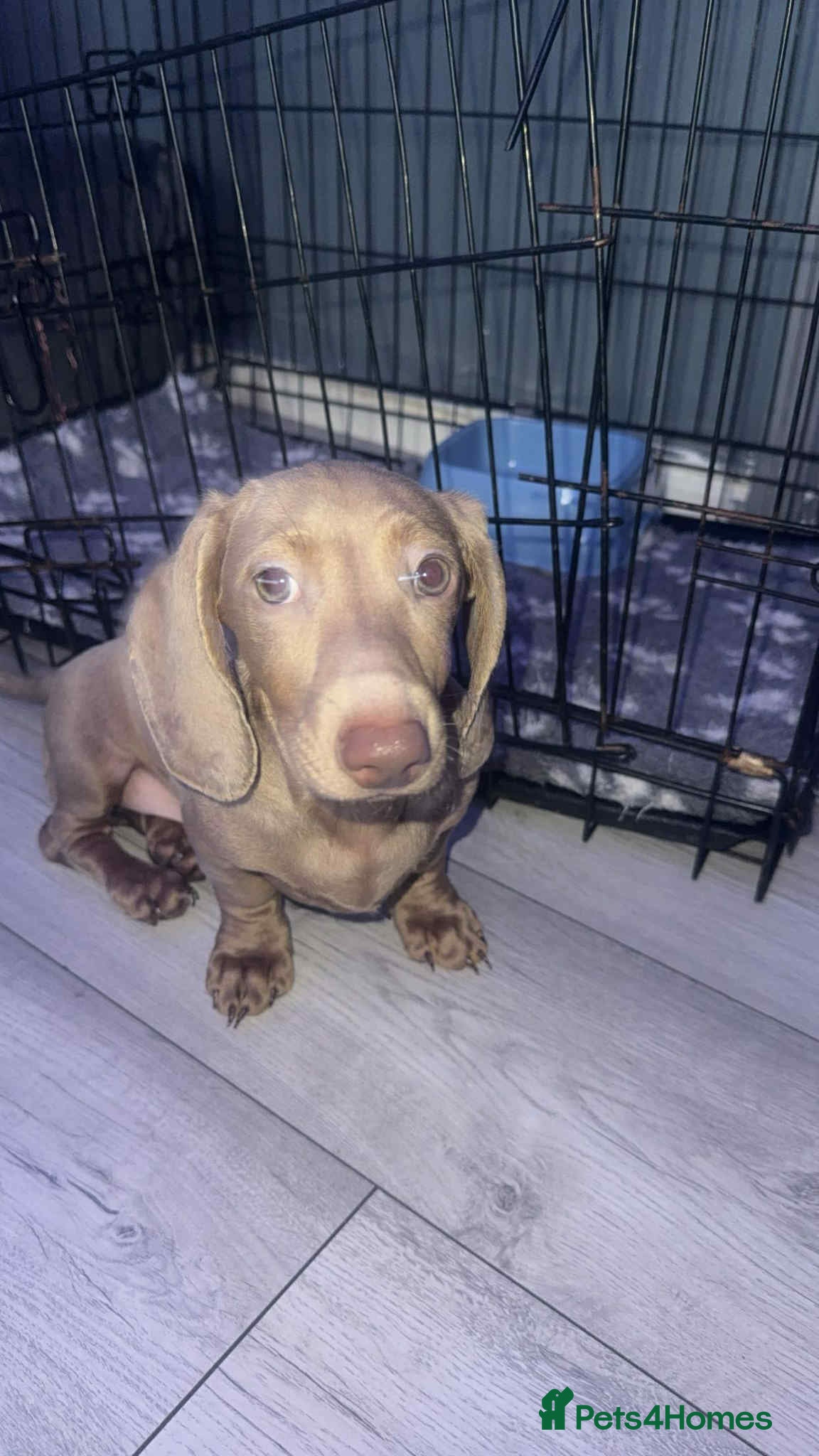 Miniature Dachshund dogs Isabelle miniature cream dachshund  - Advert 4