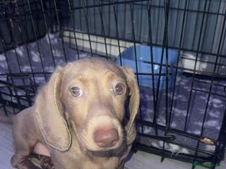 Miniature Dachshund dogs Isabelle miniature cream dachshund - Advert 4