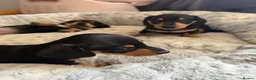 Miniature Dachshund dogs for sale: Two girl miniature daschunds - Advert 7