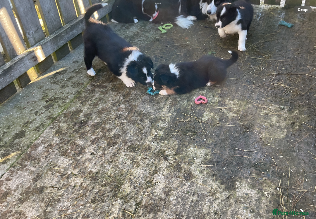 Border Collie dogs for sale: Border Collie puppies  - Image 3
