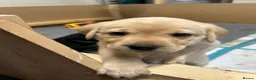 Labrador Retriever dogs for sale: Gorgeous Litter of Labrador puppies - Advert 4