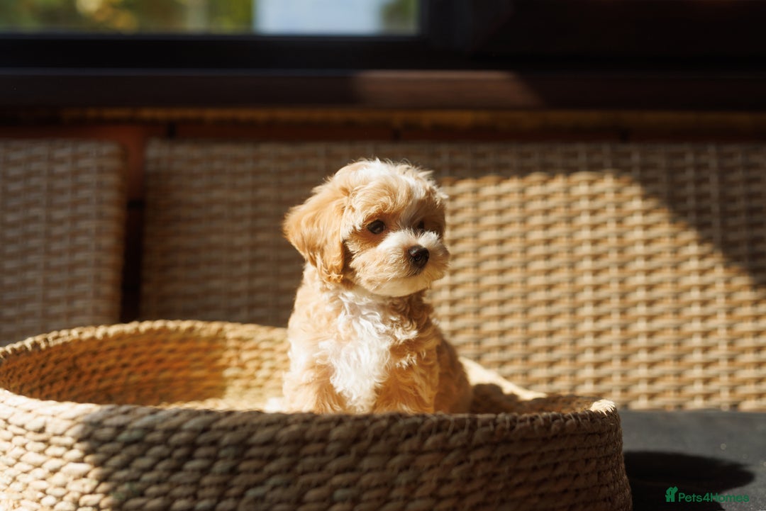 Maltipoo dogs for sale: Gorgeous Maltipoo Puppies – 3 Boys & 3 Girls - Image 9
