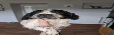 Cocker Spaniel 6