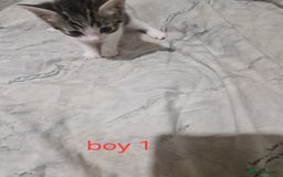Mixed Breed cats for sale: Georgous playfull kittens  - Image 6