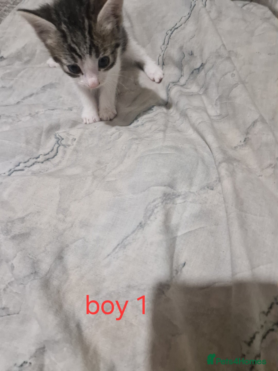 Mixed Breed cats for sale: Georgous playfull kittens  - Image 6