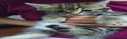 Mixed Breed cats for sale: Kittens  - Advert 2