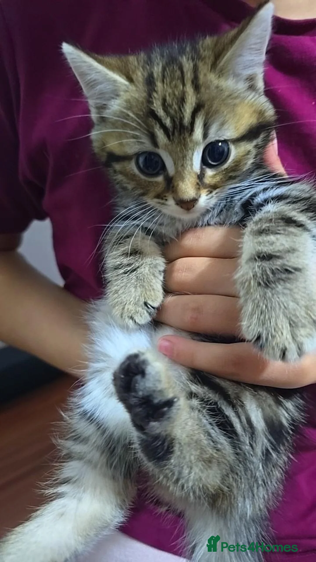 Mixed Breed cats for sale: Kittens  - Advert 2
