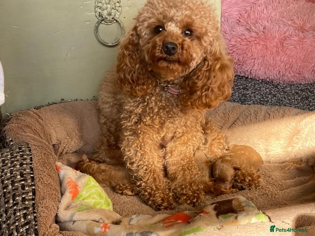Toy Poodle dogs for sale: Tiny Red Toy Poodles Available now - Image 18