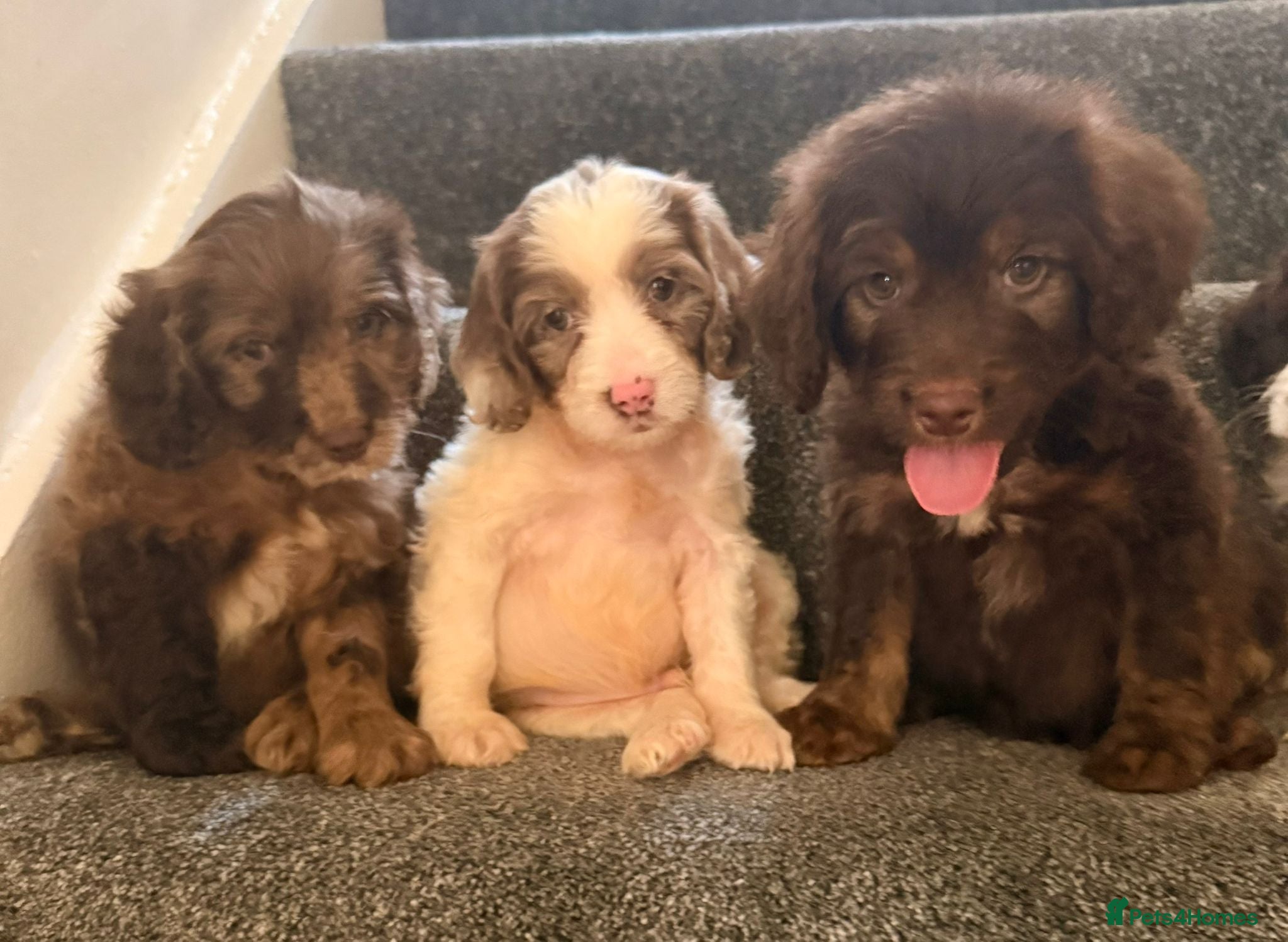 Cockapoo dogs Outstanding puppies  - Advert 6