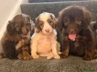 Cockapoo dogs Outstanding puppies - Advert 6