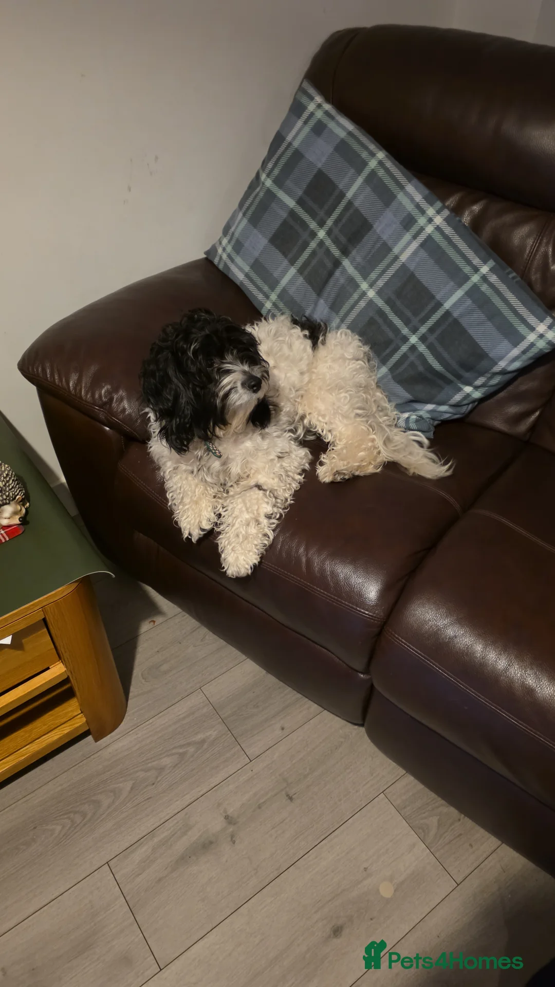 Mixed Breed dogs for sale: Cockerpoo × collie puppies in Aberdare - Advert 1