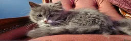 Mixed Breed cats for sale: Beautiful Grey & White Kittens – Boy and Girl in Crewe - Advert 7