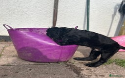 Cocker Spaniel dogs for sale: Male working cocker spaniel puppy kc reg - Image 29