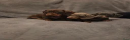 Dachshund dogs for sale: Dachshund puppies for sale in Houghton le Spring - Advert 4