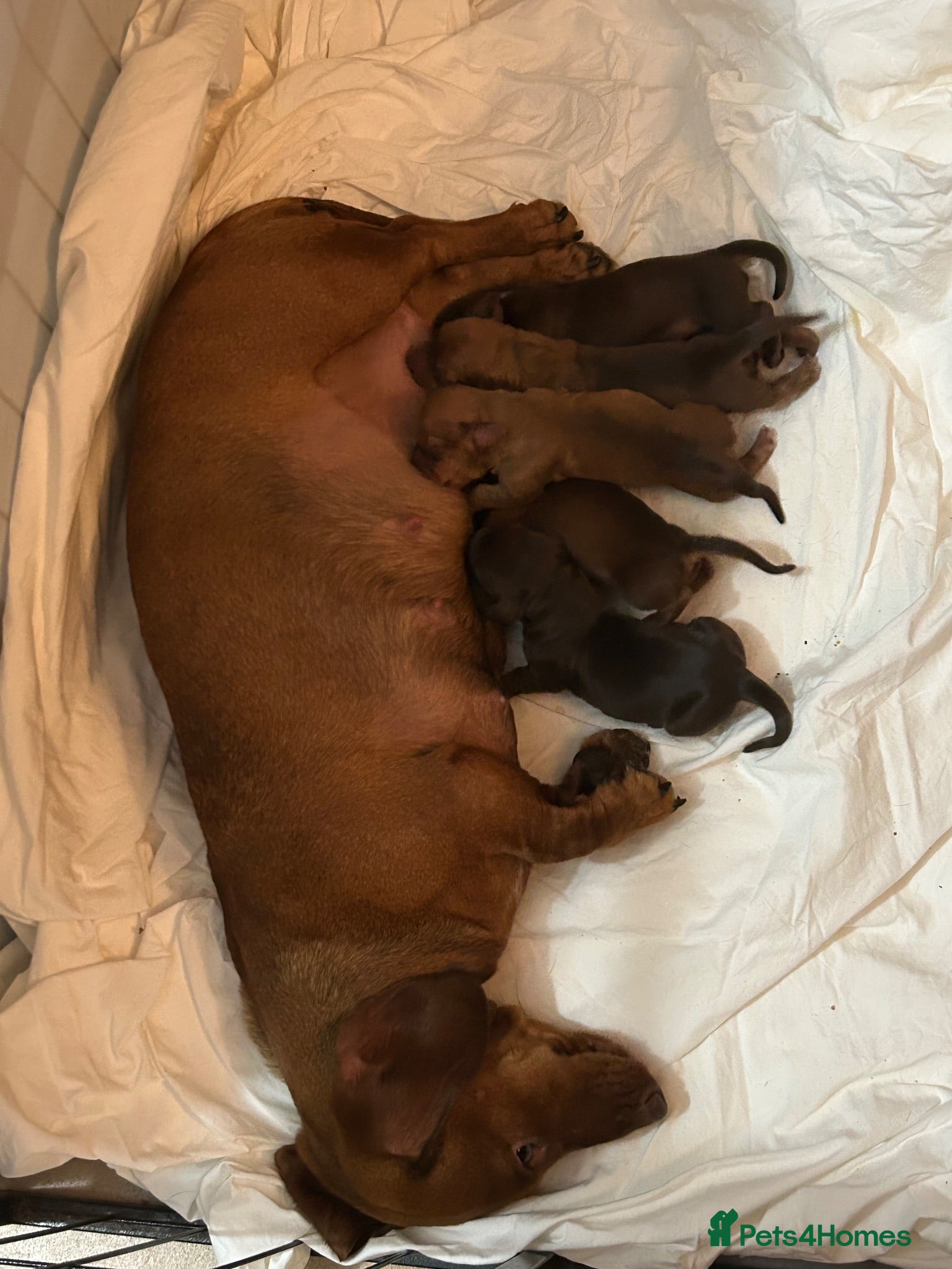 Dachshund dogs Mini Dachshund  - Advert 2