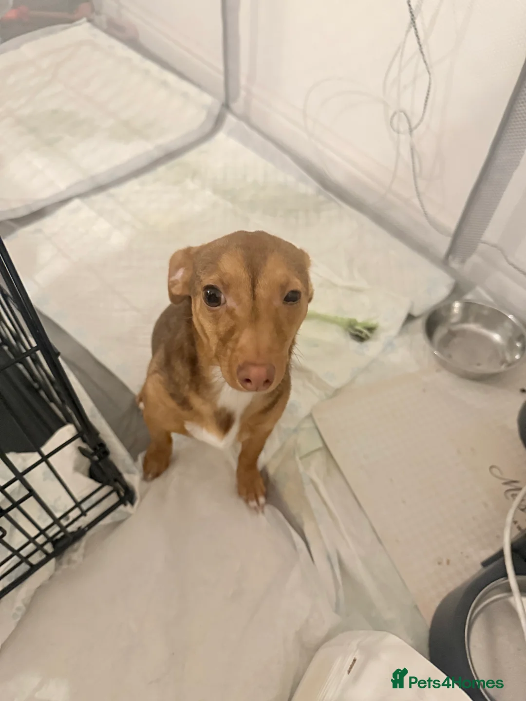 Mixed Breed dogs for sale: Min pin x jack russel puppy in London - Advert 3