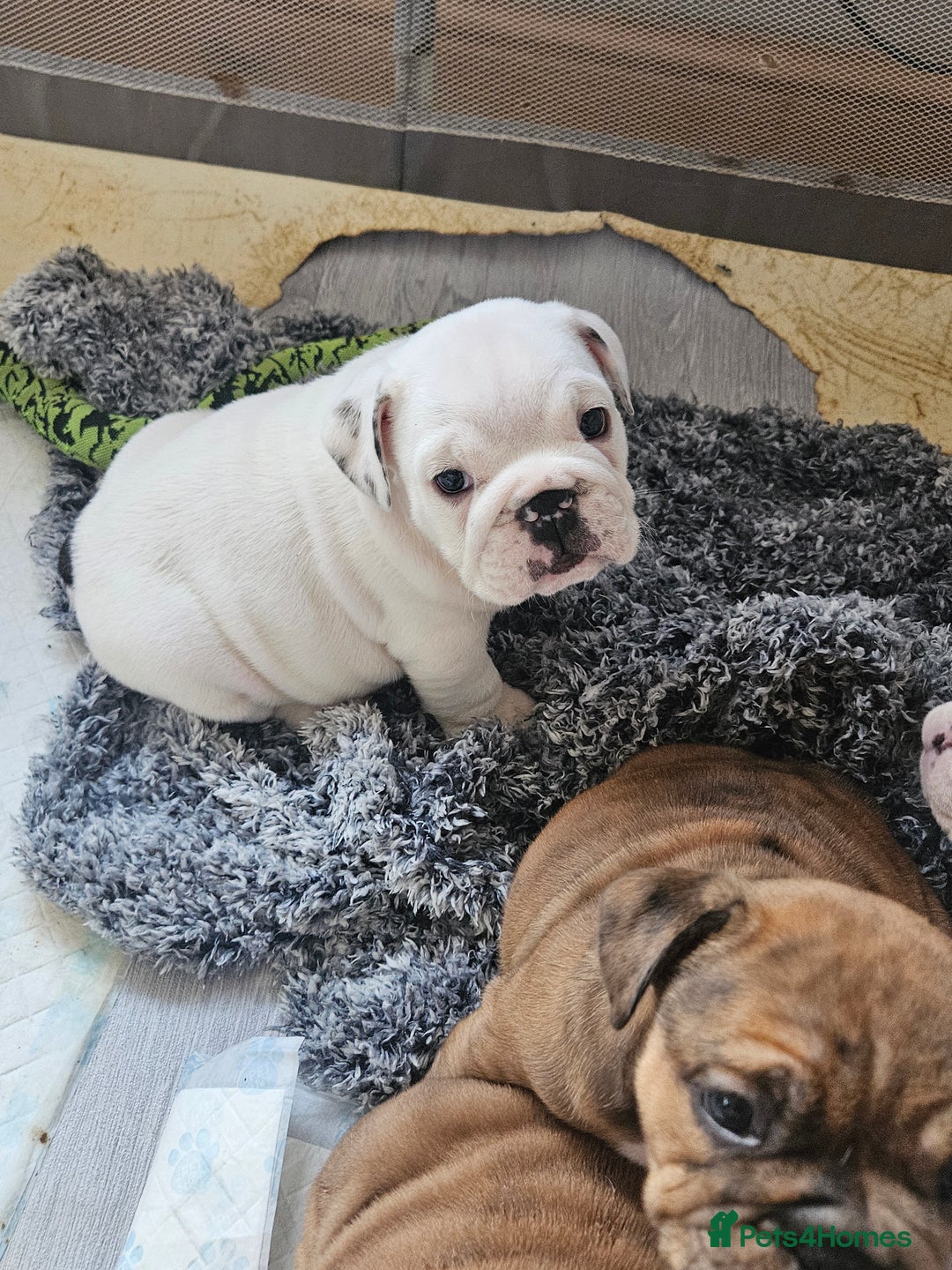 English Bulldog dogs for sale: English bulldogs - Advert 11
