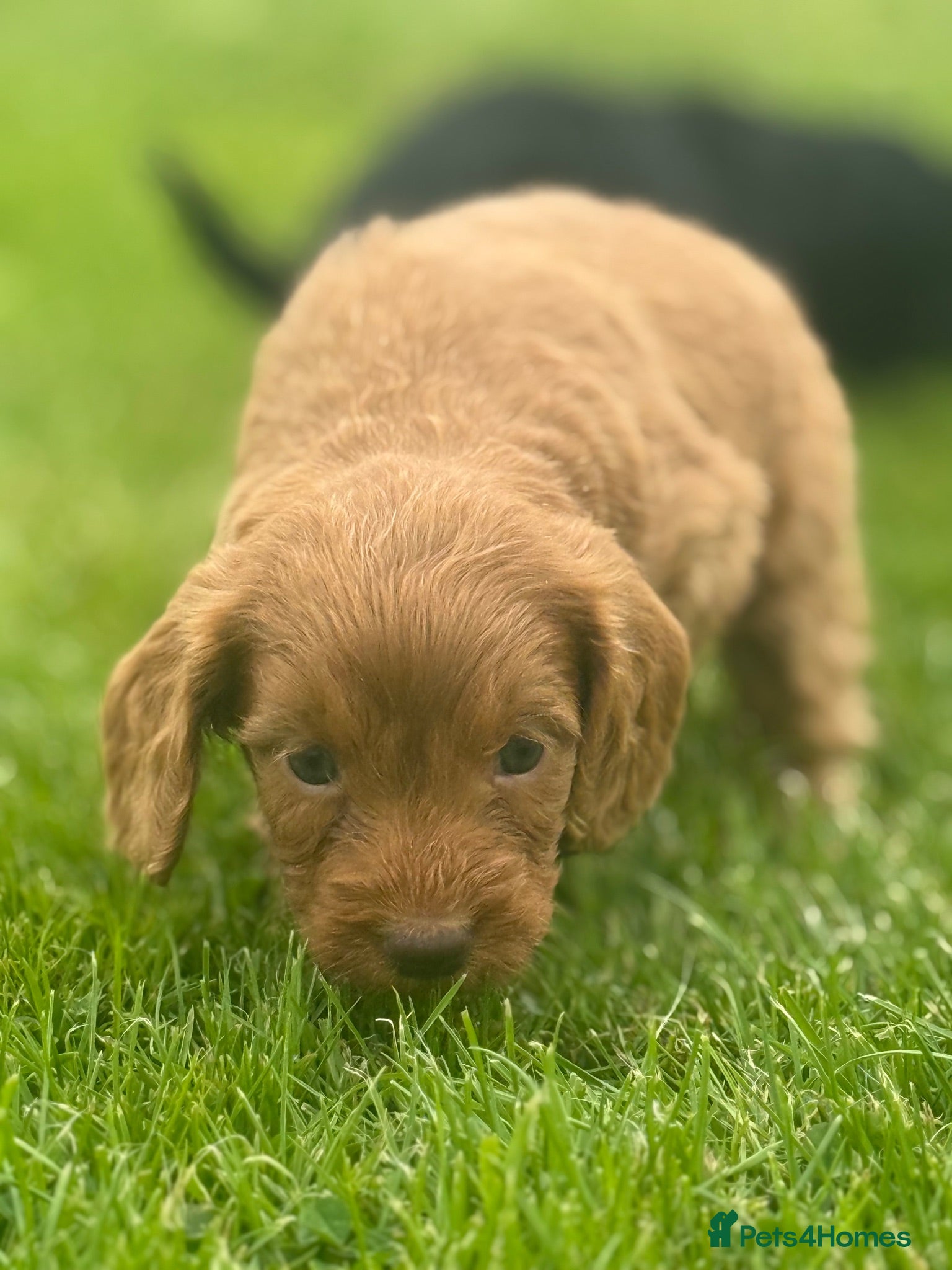 Cockapoo dogs Cockapoo Puppies - Advert 9