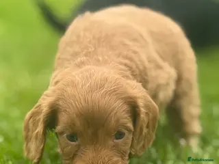 Cockapoo dogs Miniature F1 Cockapoo Puppies - Advert 14