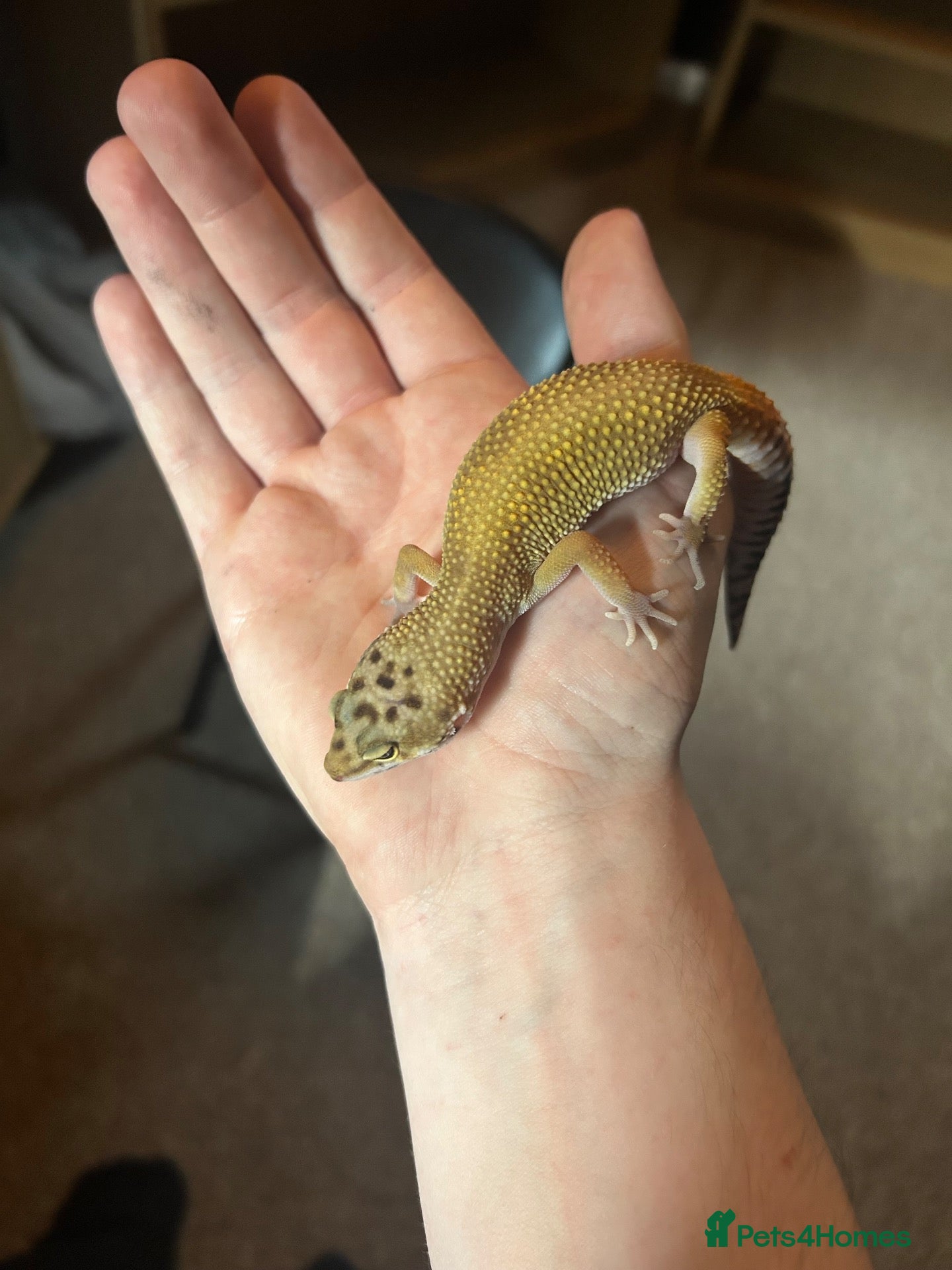 Leopard Gecko reptiles for sale: Leopard gecko and full set up - Advert 4
