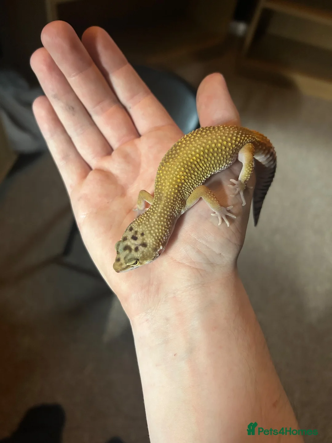 Leopard Gecko reptiles for sale: Leopard gecko and full set up - Advert 1