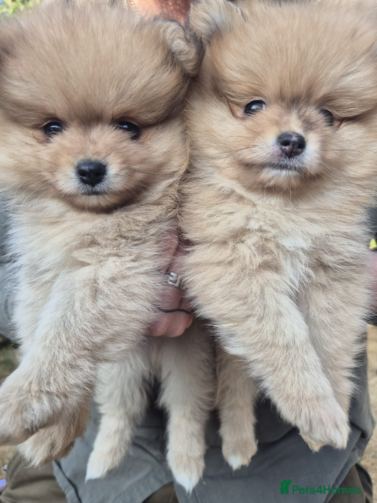 Pomeranian dogs Two Lovely Sable Purebred Pomeranian Puppies - Advert 1