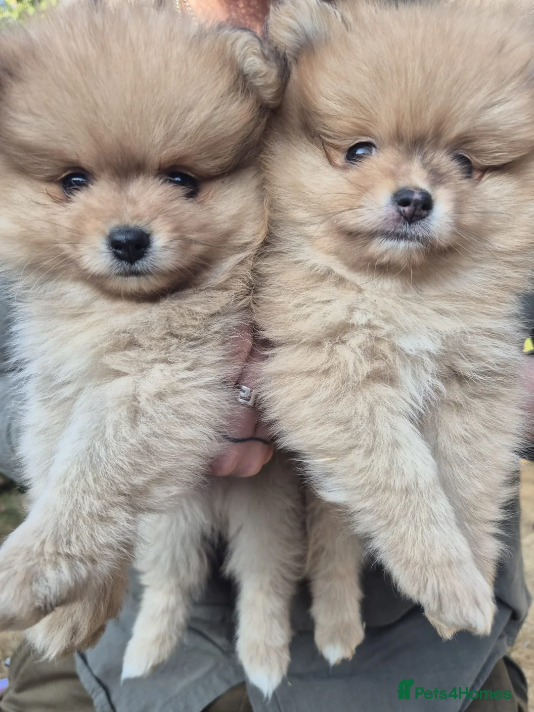 Pomeranian dogs for sale: Two Lovely Sable Purebred Pomeranian Puppies - Advert 1