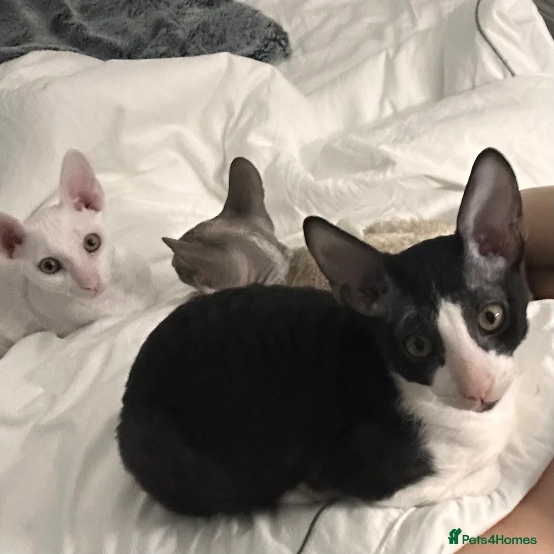 Cornish Rex cats for sale: 1 Gorgeous Cornish Rex Boy - Advert 10