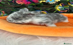 Mini Lop rabbits for sale: Pure Breed Mini lops  - Image 12