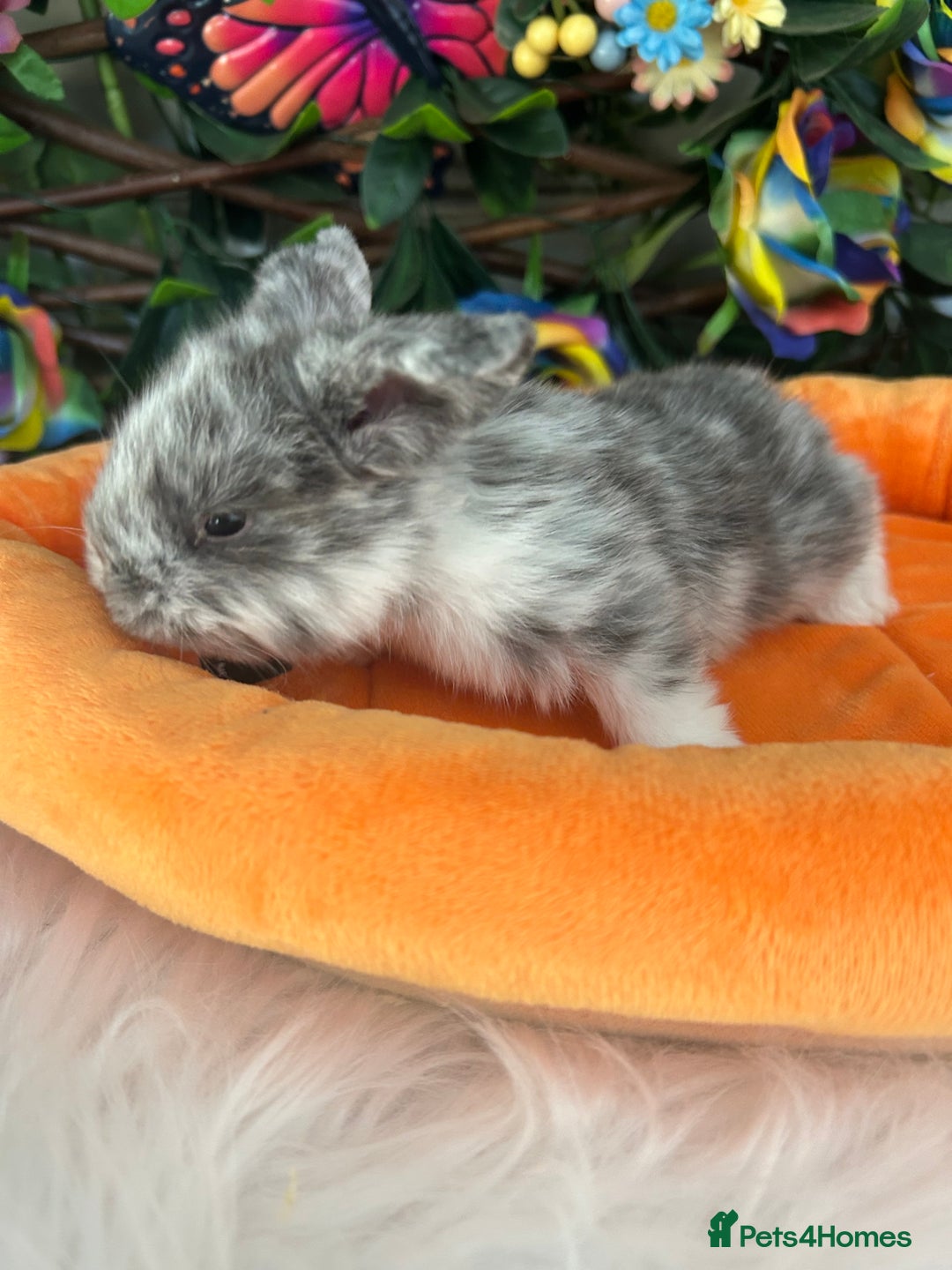 Mini Lop rabbits for sale: Pure Breed Mini lops  - Image 12