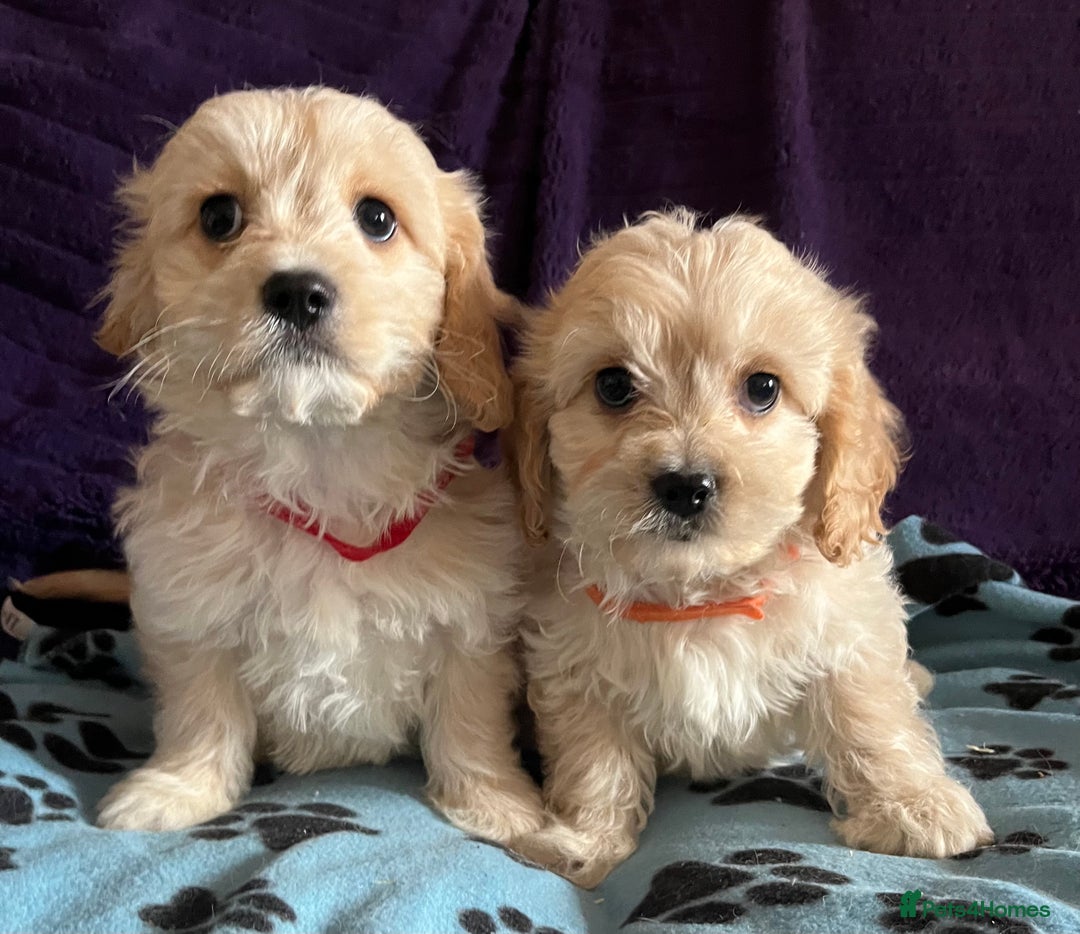 Cavachon dogs for sale: Cute Cavachon puppies  - Image 11