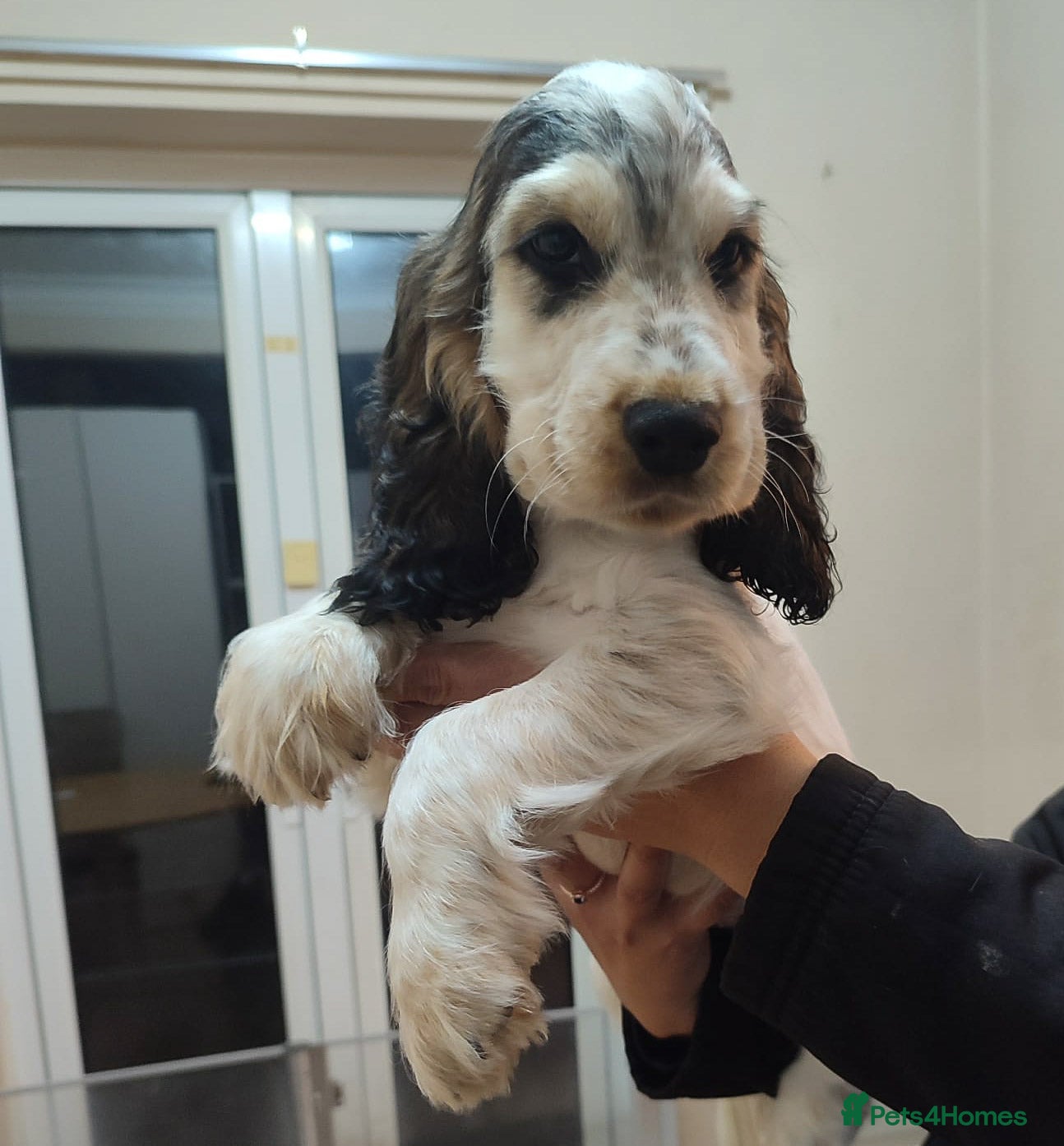 Cocker Spaniel dogs LAST PUPPY BOY English Cocker Spaniel KC REG  - Advert 2