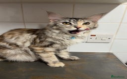Maine Coon cats for sale: 10 month old female Mainecoon  - Image 2