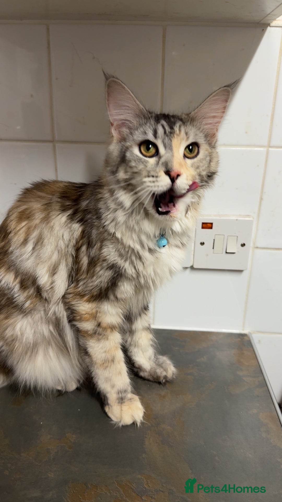 Maine Coon cats for sale: 10 month old female Mainecoon  - Image 2