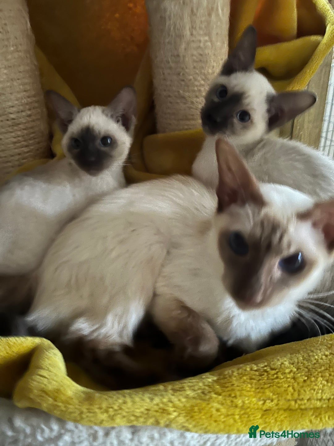 Siamese cats for sale: Siamese chocolate kittens - Image 15