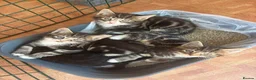 Mixed Breed cats for sale: 2 boy kittens for sale - Advert 6