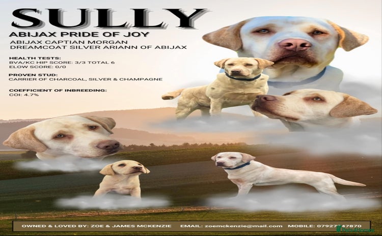 Labrador Retriever dogs - Advert 14