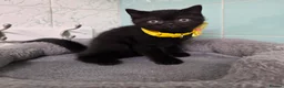 British Shorthair cats for sale: Beautiful British Shorthair Kittens for LovingHome - Advert 9