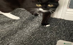 British Shorthair cats for sale: £20 British shorthair £20 - Image 5