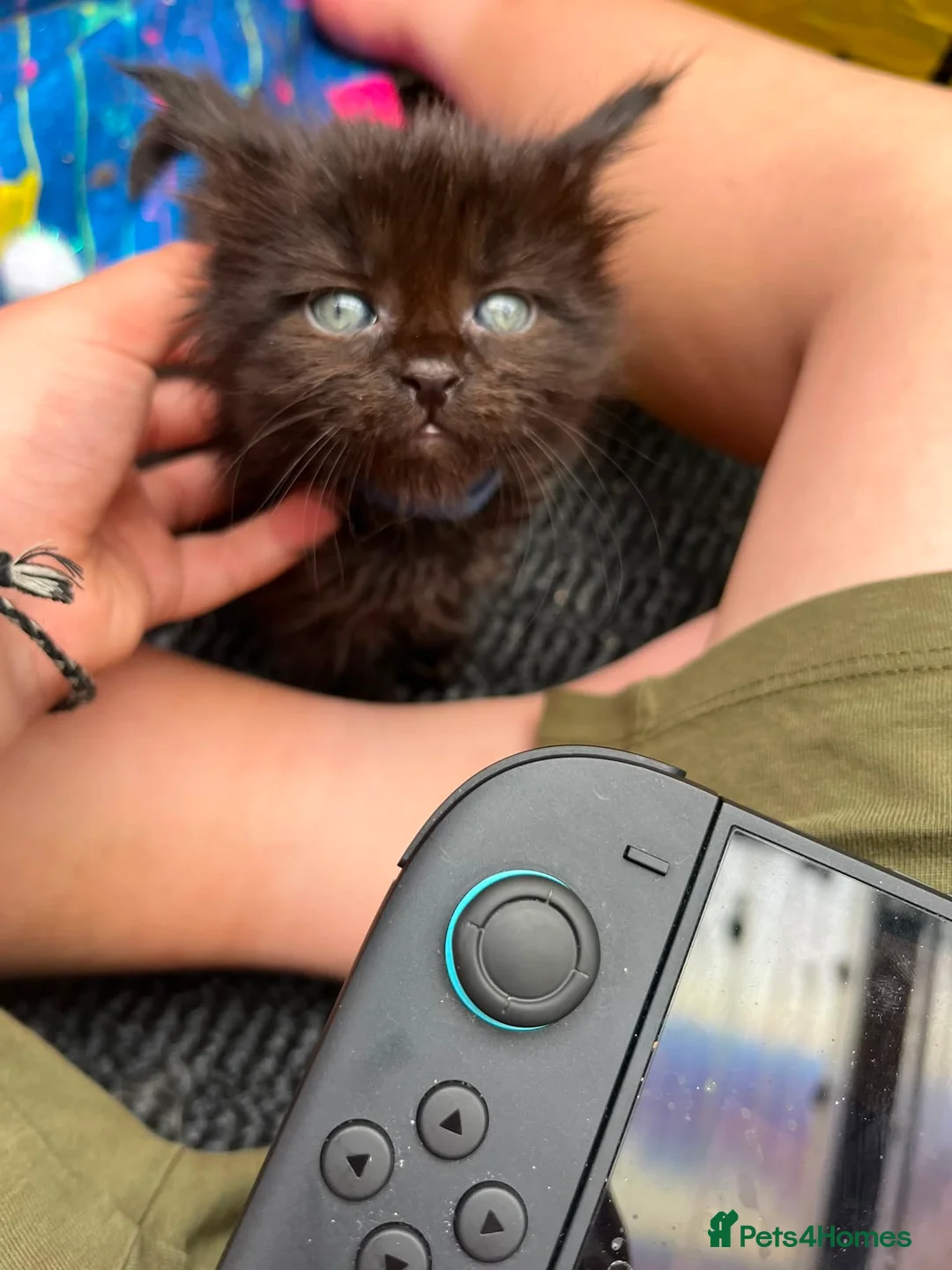 Maine Coon cats for sale: Maine coon solid black/ silver tabby  - Advert 8