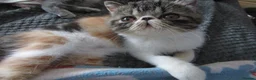 Exotic cats for sale: Super sweet Exotic female kitten READY NOW - Advert 20