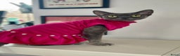 Devon Rex cats for sale: Female devon rex needs new home - Advert 12