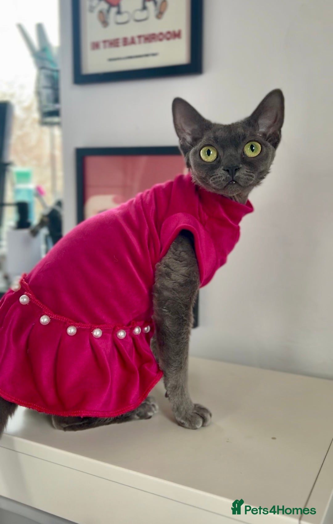 Devon Rex cats for sale: Female devon rex needs new home - Advert 12